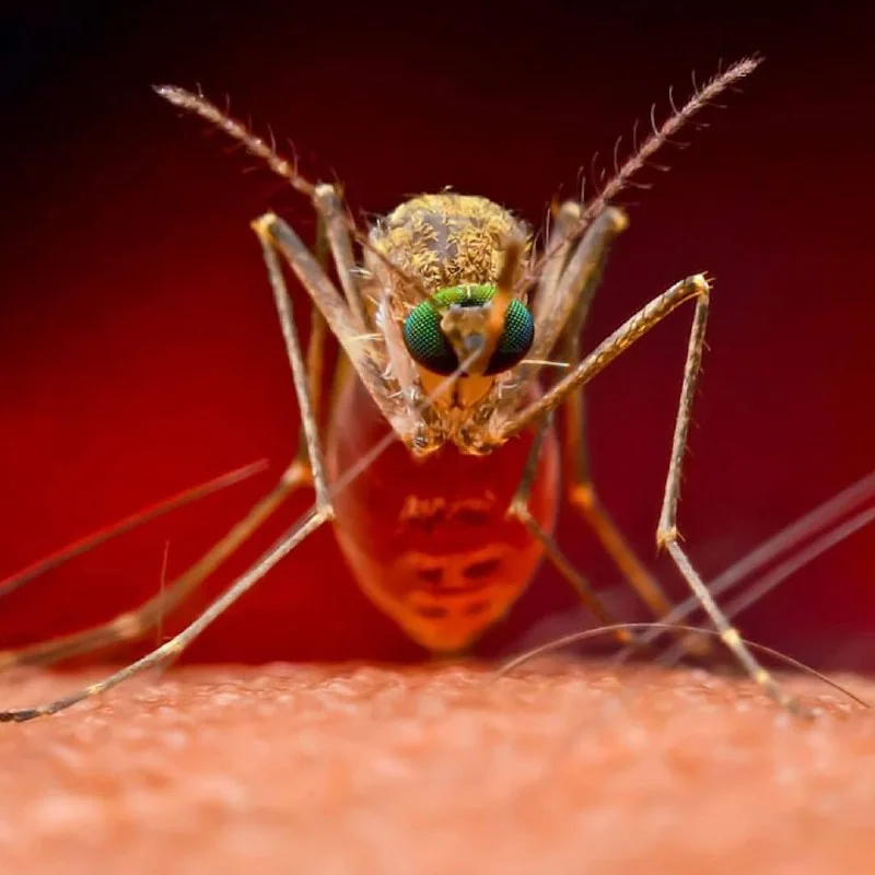 В России участились случаи заражения дирофиляриозом: как защититься от нового паразита